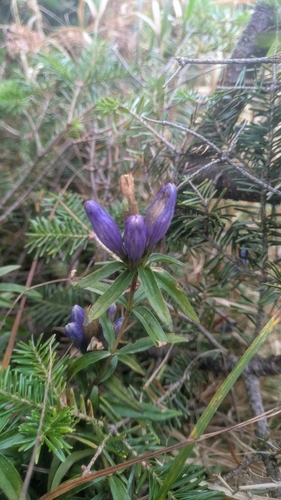 Gentiana linearis, photograph 3