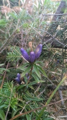 Gentiana linearis, photograph (c) nina fogel, some rights reserved (CC BY)