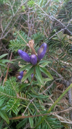 Gentiana linearis, photograph 4