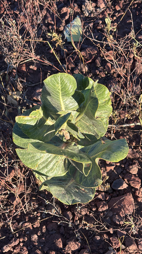 broadleaf milkweed