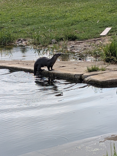 North American River Otter