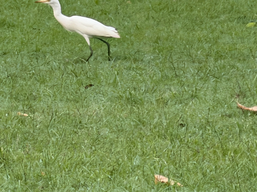 Eastern Cattle-Egret