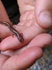 Desmognathus wrighti
