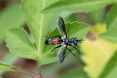 Cylindromyia