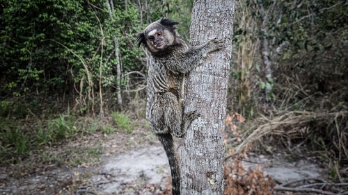 Black-tufted-ear Marmoset