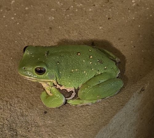 Barking Tree Frog