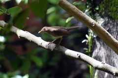 Turdus maculirostris