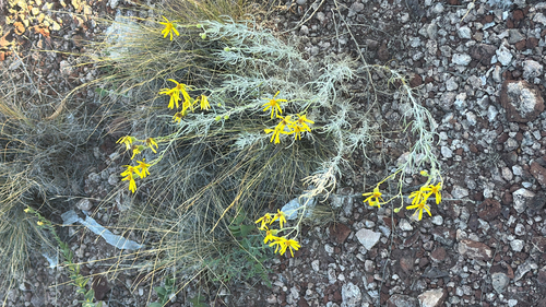 Senecio flaccidus flaccidus