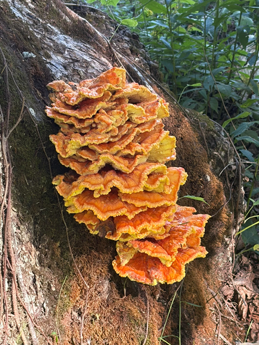 chicken of the woods