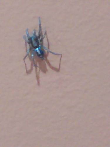 Eastern Parson Spider
