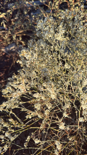 Wright's buckwheat
