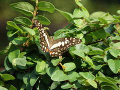Papilio demoleus malayanus