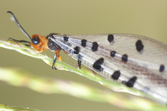 Myrmeleon erythrocephalus
