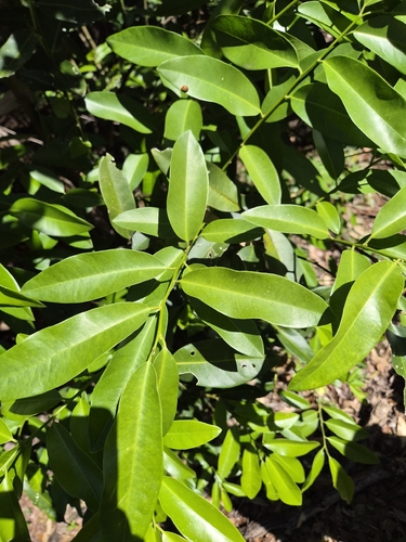 Capparis arborea