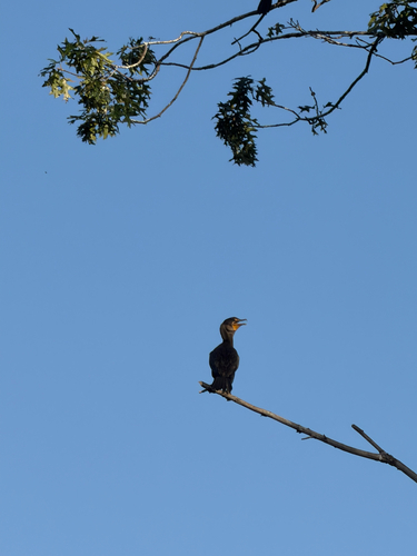 Double-crested Cormorant