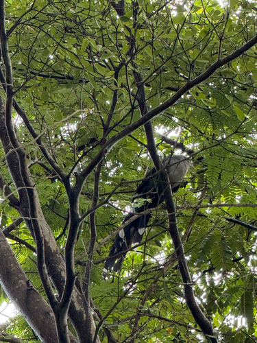 Green-billed Malkoha