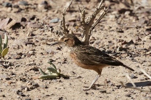 iNaturalist image