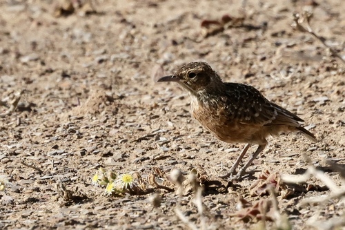 iNaturalist image