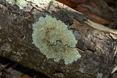 Austroparmelina pseudorelicina