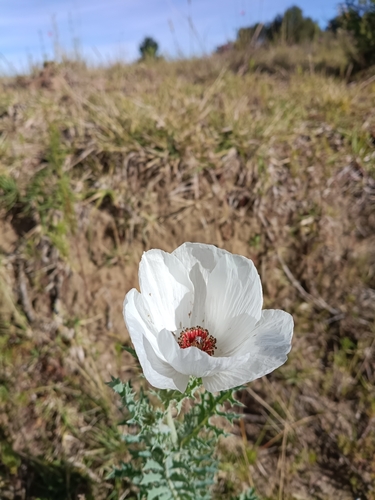 Argemone platyceras, photograph 3