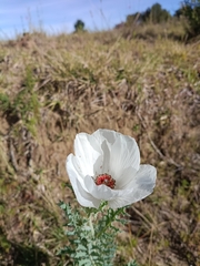 Argemone platyceras, photograph (c) jessicavazquez, some rights reserved (CC BY)