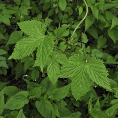 Humulus lupulus