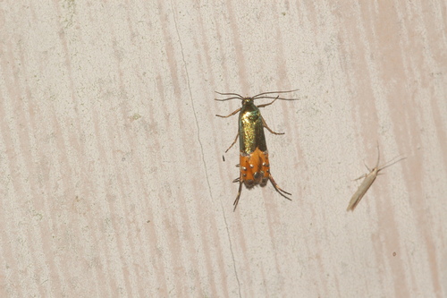 Lepidotarphius perornatella photo 5