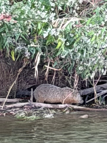 Groundhog