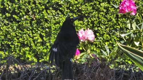 Pied Currawong
