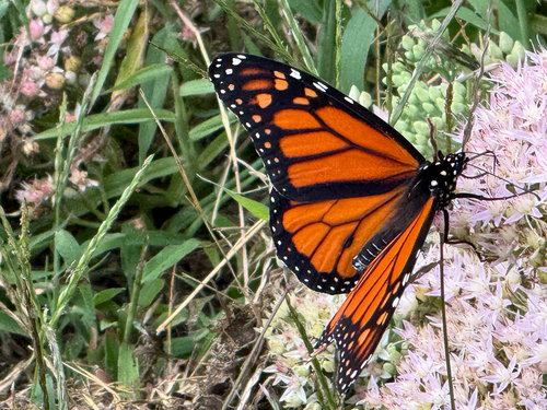 Monarch