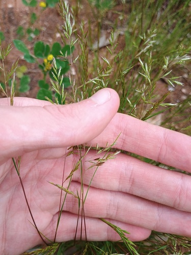 Schismus barbatus observed 2026-09-14