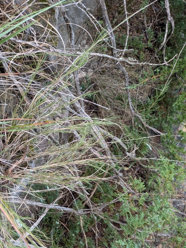 Muhlenbergia cuspidata observed 2026-09-18