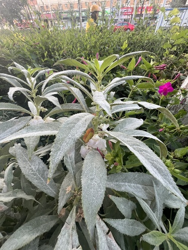 Garden balsam