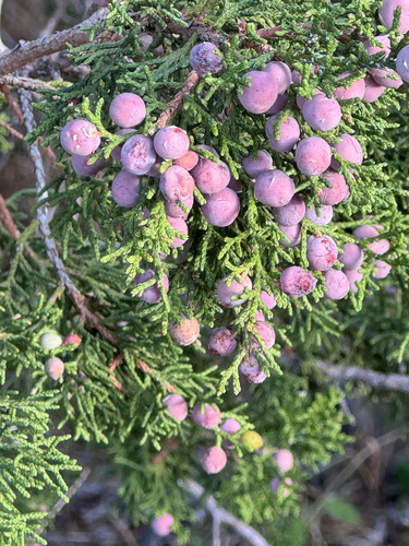 Rose-fruited Juniper