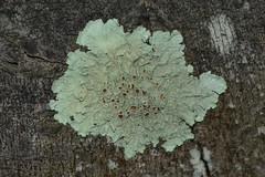 Austroparmelina pseudorelicina