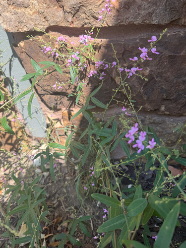 panicled ticktrefoil