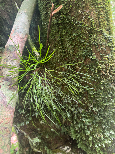 skeleton fork fern