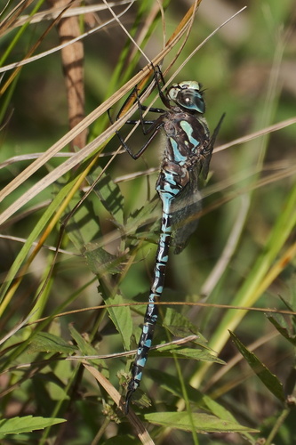 Canada Darner