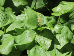Maianthemum dilatatum
