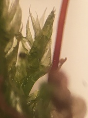 Brachytheciastrum velutinum