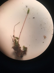 Brachytheciastrum velutinum