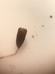Brachytheciastrum velutinum