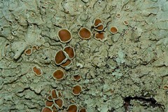 Austroparmelina pseudorelicina