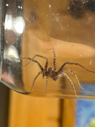 Barn Funnel Weaver
