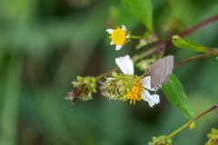 Electrostrymon angelia