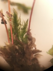 Brachytheciastrum velutinum