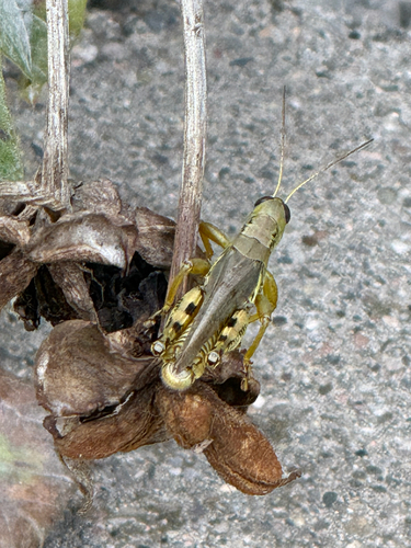 Differential Grasshopper