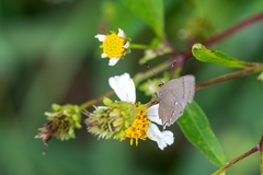 Electrostrymon angelia