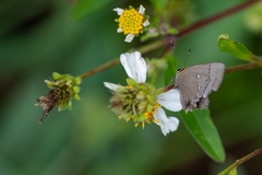 Electrostrymon angelia