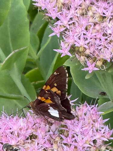 Silver-spotted Skipper